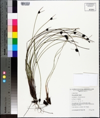 Image of Mesomelaena stygia