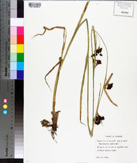 Rhynchospora caduca image