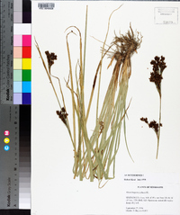Rhynchospora caduca image