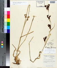Rhynchospora caduca image