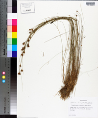 Rhynchospora chapmanii image