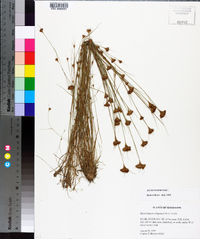 Rhynchospora chapmanii image