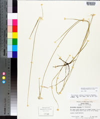 Rhynchospora colorata image