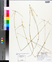 Rhynchospora colorata image