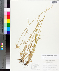 Rhynchospora colorata image