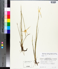 Rhynchospora colorata image