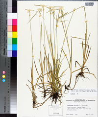 Rhynchospora colorata image
