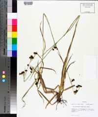 Rhynchospora compressa image