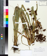 Rhynchospora corniculata image