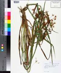 Rhynchospora corniculata image