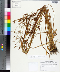 Rhynchospora corniculata image
