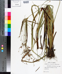 Rhynchospora corniculata image