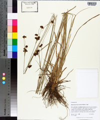 Rhynchospora fascicularis image