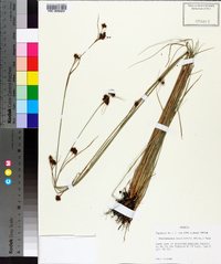 Rhynchospora fascicularis image