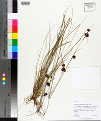 Rhynchospora fascicularis image