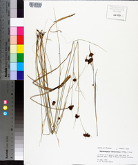 Rhynchospora fascicularis image