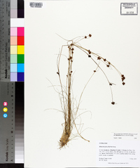 Rhynchospora filifolia image