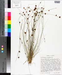 Rhynchospora filifolia image