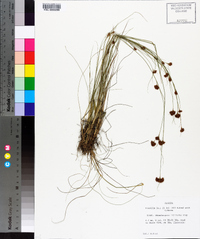 Rhynchospora filifolia image