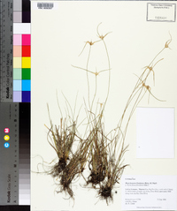 Rhynchospora floridensis image