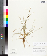 Rhynchospora globularis image