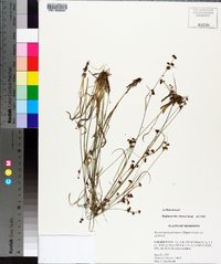 Rhynchospora globularis image