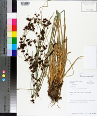 Rhynchospora glomerata image