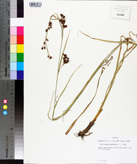 Rhynchospora glomerata image