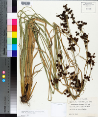 Rhynchospora glomerata image