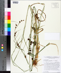 Rhynchospora glomerata image