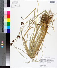 Rhynchospora glomerata image