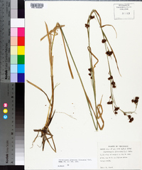 Rhynchospora glomerata image