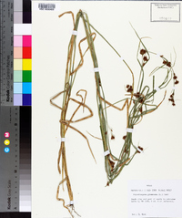 Rhynchospora glomerata image