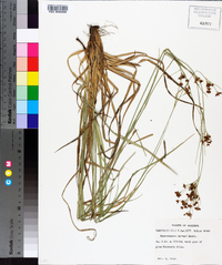 Rhynchospora harveyi image