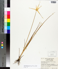 Rhynchospora latifolia image