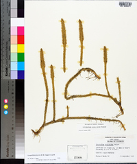 Lycopodiella prostrata image