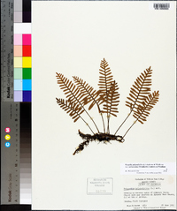 Pleopeltis polypodioides image