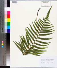 Thelypteris kunthii image