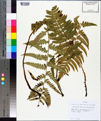 Dryopteris ludoviciana image