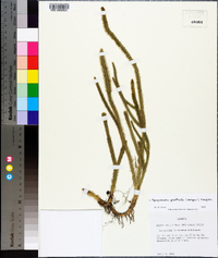 Lycopodiella prostrata image