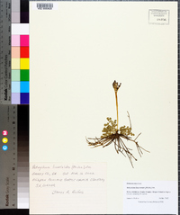 Botrychium lunarioides image