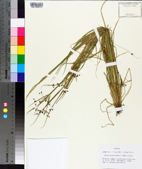 Rhynchospora nitens image