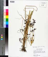 Rhynchospora nitens image