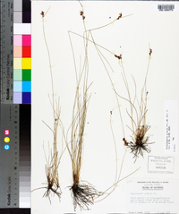 Rhynchospora plumosa image