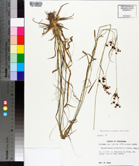 Rhynchospora recognita image