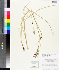 Rhynchospora scirpoides image