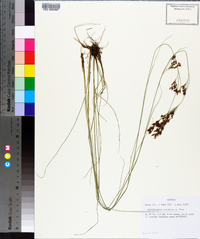 Rhynchospora torreyana image