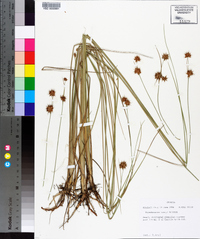 Rhynchospora tracyi image