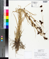 Rhynchospora glomerata image