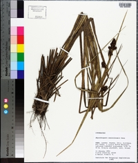 Rhynchospora cariciformis image